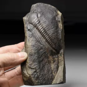 trilobit Paradoxides gracilis