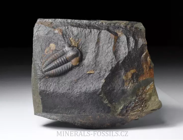 trilobit Ellipsocephalus a Hyoliti