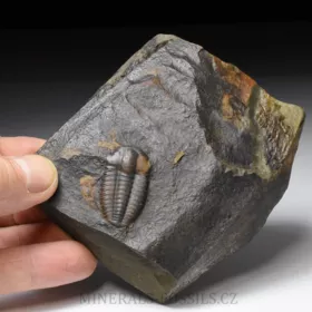 trilobit Ellipsocephalus a Hyoliti
