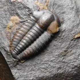trilobit Ellipsocephalus a Hyoliti
