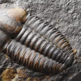 trilobit Ellipsocephalus a Hyoliti