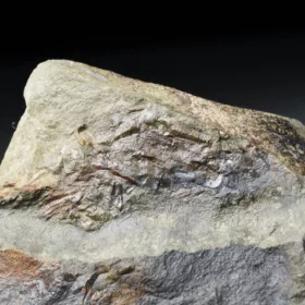 trilobit Ellipsocephalus a Hyoliti