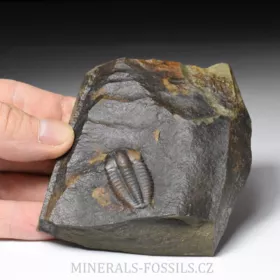 trilobit Ellipsocephalus a Hyoliti