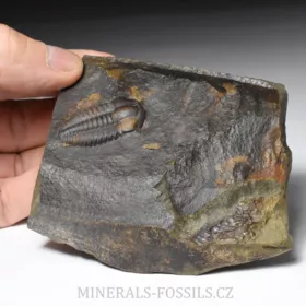 trilobit Ellipsocephalus a Hyoliti