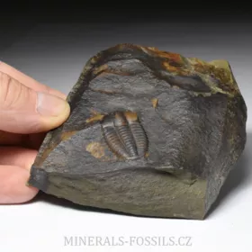 trilobit Ellipsocephalus a Hyoliti