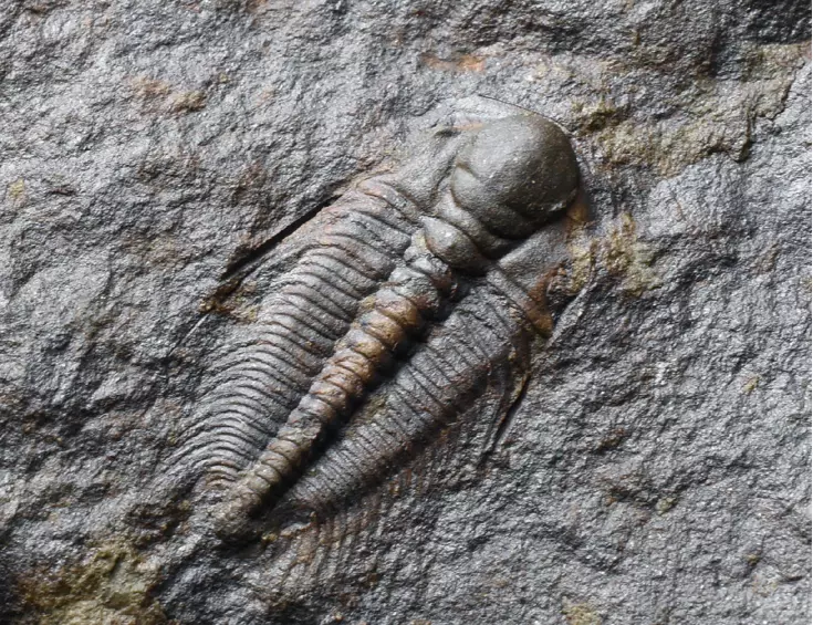trilobit Hydrocephalus minor