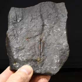 trilobit Hydrocephalus minor