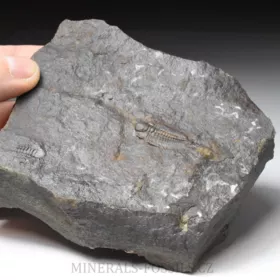 trilobit Hydrocephalus minor