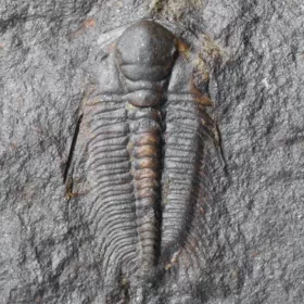trilobit Hydrocephalus minor