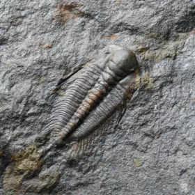 trilobit Hydrocephalus minor