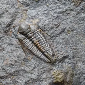 trilobit Hydrocephalus minor