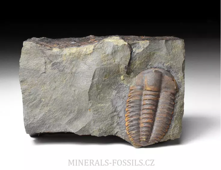 trilobit Ellipsocephalus hoffi