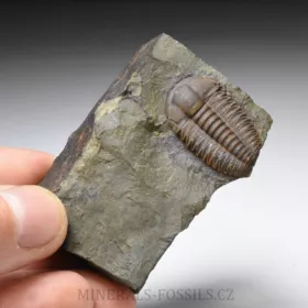 trilobit Ellipsocephalus hoffi