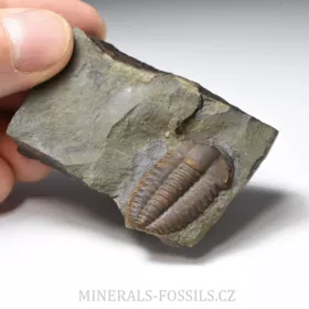 trilobit Ellipsocephalus hoffi
