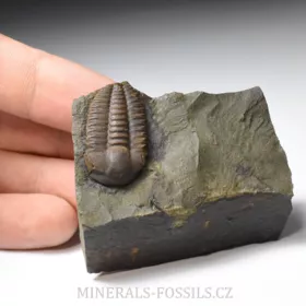 trilobit Ellipsocephalus hoffi