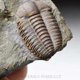 trilobit Ellipsocephalus hoffi