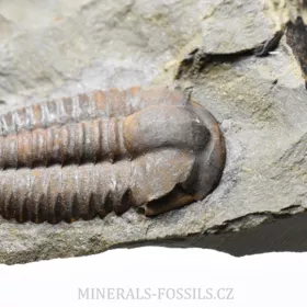 trilobit Ellipsocephalus hoffi