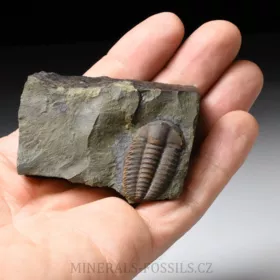 trilobit Ellipsocephalus hoffi