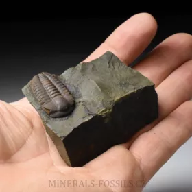 trilobit Ellipsocephalus hoffi