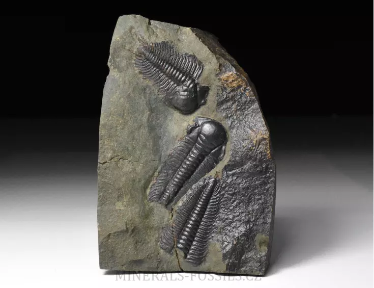 trilobit Paradoxides gracilis