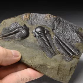 trilobit Paradoxides gracilis