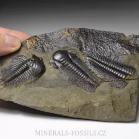 trilobit Paradoxides gracilis