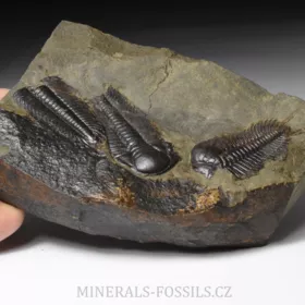 trilobit Paradoxides gracilis