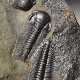 trilobit Paradoxides gracilis