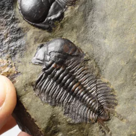 trilobit Paradoxides gracilis