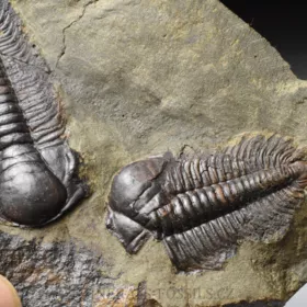 trilobit Paradoxides gracilis