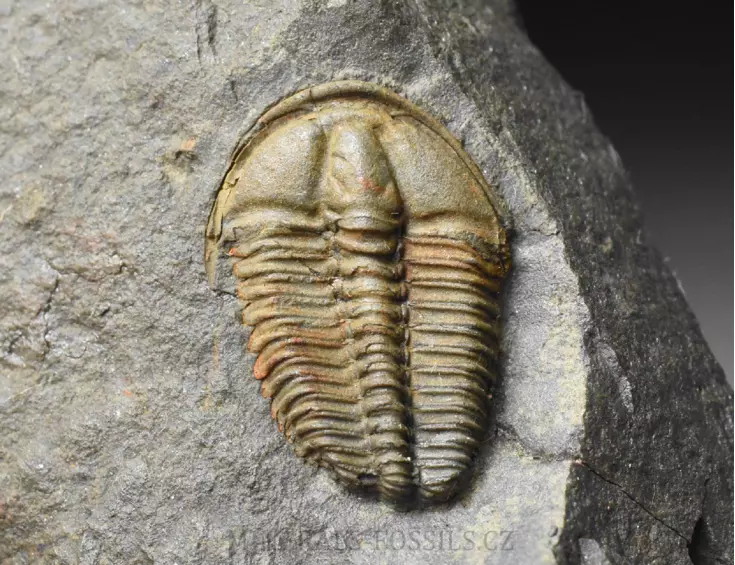 trilobit Conocoryphe sulzeri