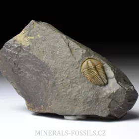 trilobit Conocoryphe sulzeri