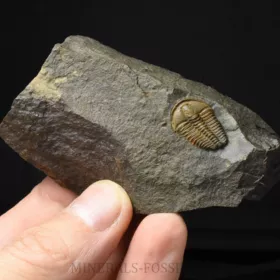 trilobit Conocoryphe sulzeri