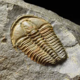 trilobit Conocoryphe sulzeri