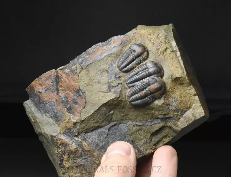 trilobit Ellipsocephalus hoffi