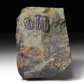 trilobit Ellipsocephalus hoffi