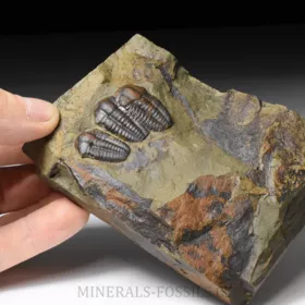 trilobit Ellipsocephalus hoffi