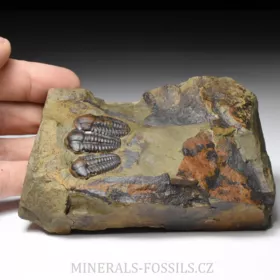 trilobit Ellipsocephalus hoffi