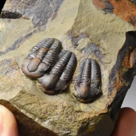 trilobit Ellipsocephalus hoffi