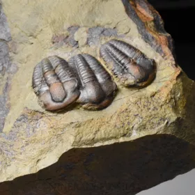 trilobit Ellipsocephalus hoffi