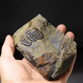 trilobit Ellipsocephalus hoffi