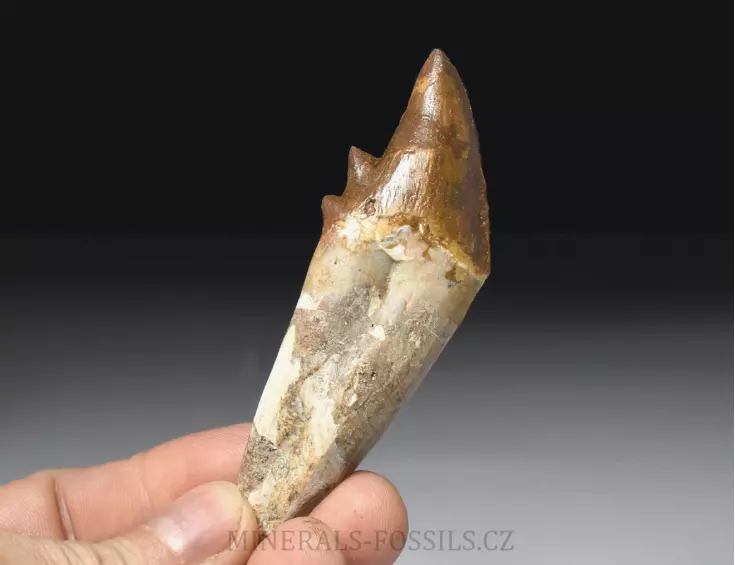zub Basilosaura