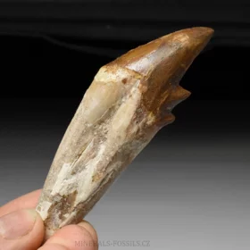 zub Basilosaura
