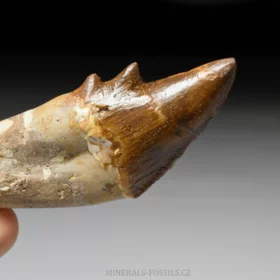 zub Basilosaura