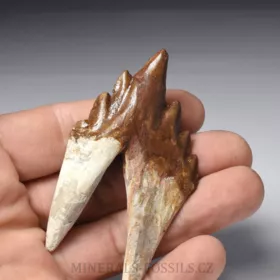 zub Basilosaura