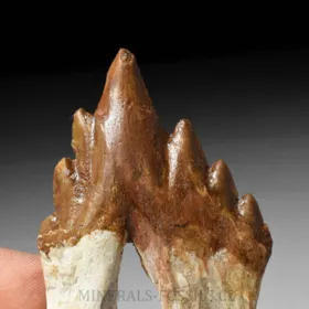 zub Basilosaura