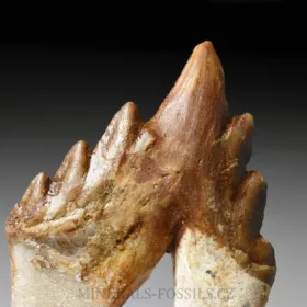 zub Basilosaura