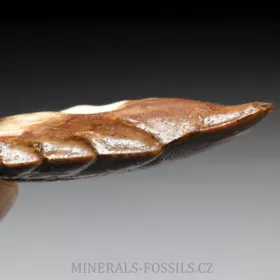 zub Basilosaura