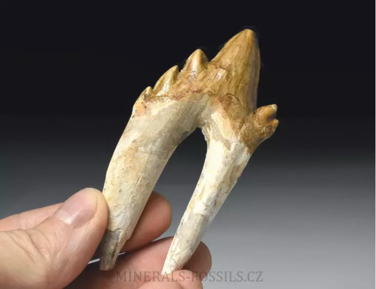 zub Basilosaura