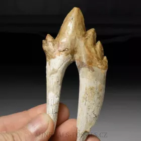 zub Basilosaura